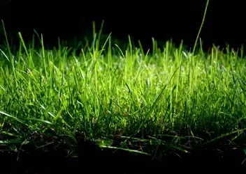 grass_whiskeysix_854x1200.webp