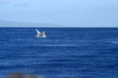Humpback.webp