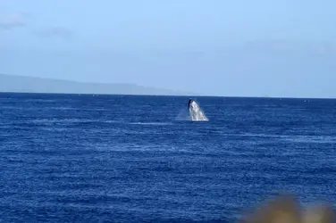 humpback.webp