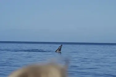 humpback2.webp humpback2.webp