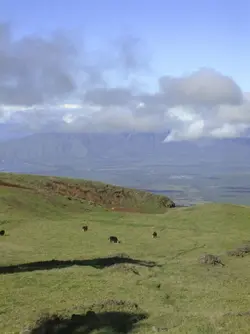 cattleranch.webp