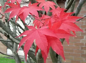 Focus on front leaves.webp
