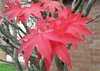 Focus on back leaves.webp