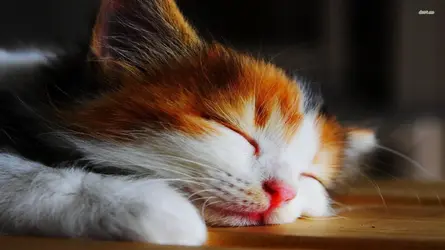 24310-sleeping-kitten-1920x1080-animal-wallpaper.webp