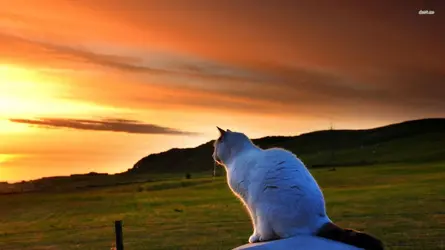 25887-cat-watching-the-sunset-1920x1080-animal-wallpaper.webp