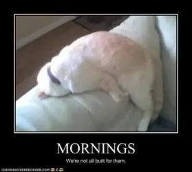 Mornings.webp