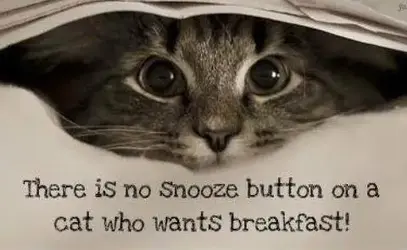 Snooze button.webp