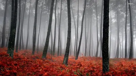 4310-autumn-1920x1080-nature-wallpaper.webp