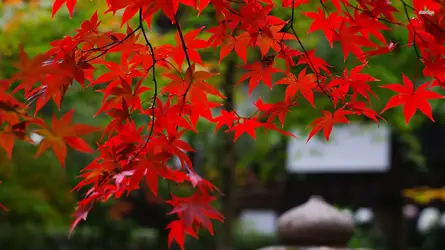 4355-red-leaves-1920x1080-nature-wallpaper.webp