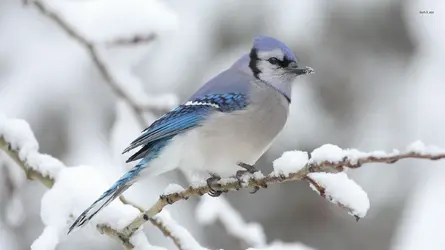 9490-blue-jay-in-winter-1920x1080-animal-wallpaper.webp