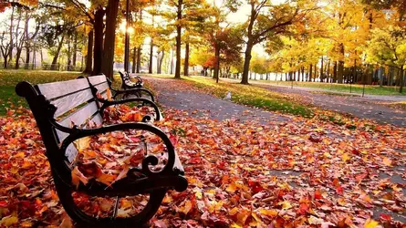 10186-foliage-in-the-park-1920x1080-nature-wallpaper.webp