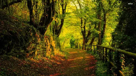 10213-road-in-the-forest-1920x1080-nature-wallpaper.webp