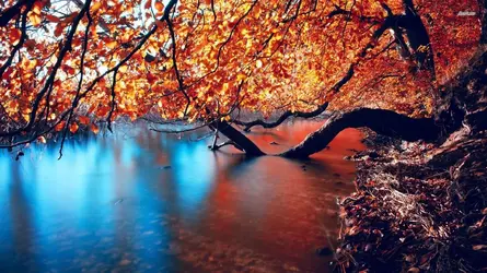 11791-autumn-tree-1920x1080-nature-wallpaper.webp