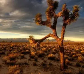 Joshua Tree.webp