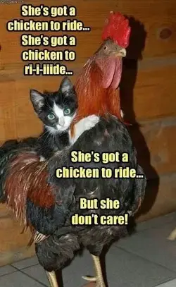 A chicken to ride.webp