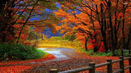14492-trail-in-autumn-forest-1920x1080-nature-wallpaper.webp