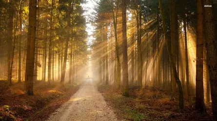 15774-sunlit-forest-road-1920x1080-nature-wallpaper.webp