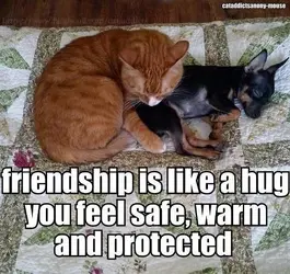 Friendship.webp