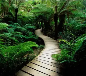 Jungle Boardwalk_11.webp