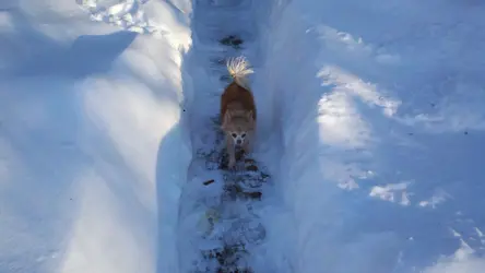 Dog2011-01-23_15-37-16_33.webp