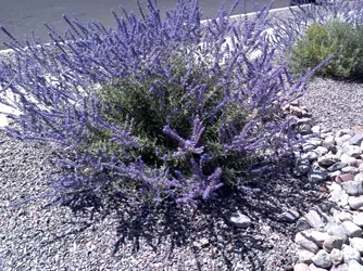 Droid3 shrub.webp