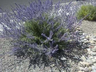 DroidX shrub.webp