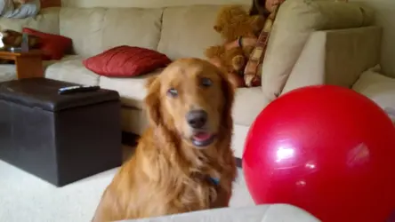 Dog.webp Dog.webp