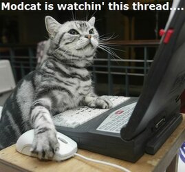 modcat.jpg