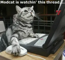 modcat.webp