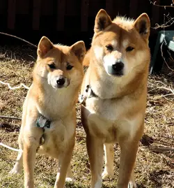Mom and Dad.webp