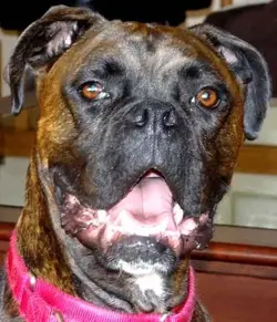 Buddy2.webp