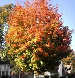 ForumRunner_20121019_110311.webp