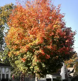 ForumRunner_20121019_140752.webp